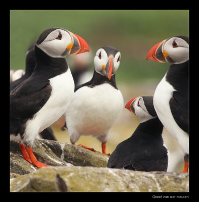 0152 puffins