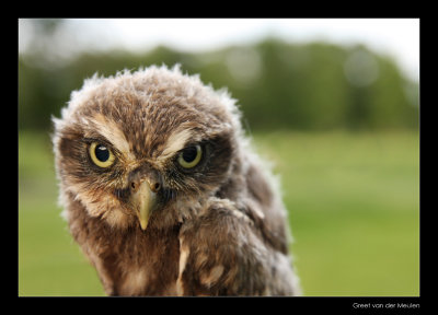 8305 juvenile little owl