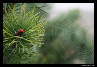 9351 ladybug and spider's web on a misty morning