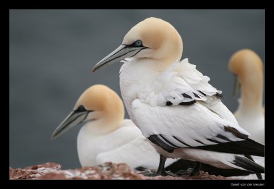 5046 gannets, Helgoland