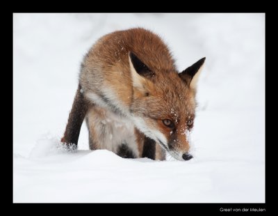 1406 fox in snow