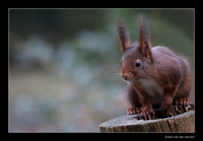 9240 red squirrel