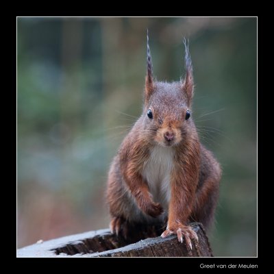 9670 red squirrel