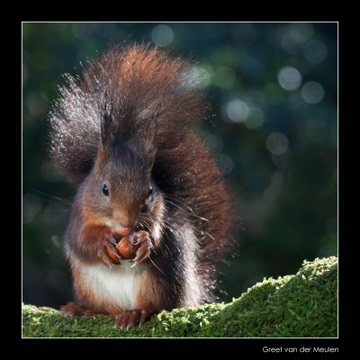 0627 red squirrel