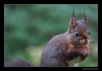 1340 red squirrel