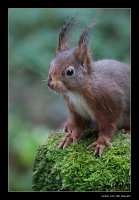 1645 red squirrel