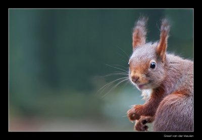 2079 red squirrel