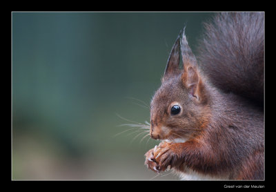 2461 red squirrel