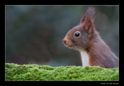 2380 red squirrel
