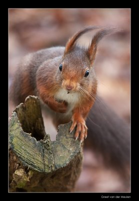 3097 red squirrel in the wind