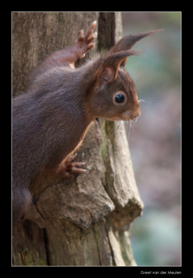 3294 red squirrel