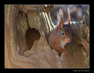 4075 red squirrel