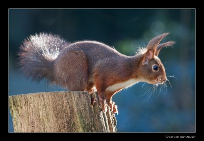 3939 red squirrel ready to jump