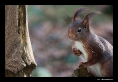 3312 red squirrel