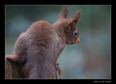 2365 red squirrel