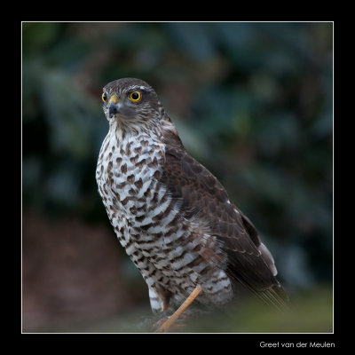 4346 sparrowhawk