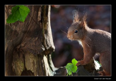 6079 red squirrel