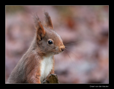 2676 red squirrel
