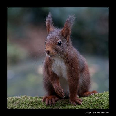 6548 red squirrel