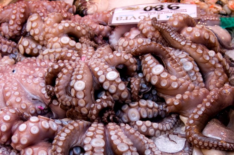 Octopi