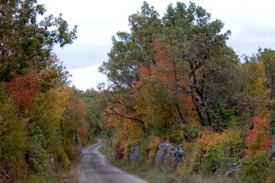 A country lane