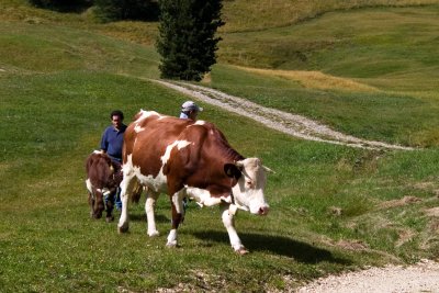 Bringing the cows down for the season