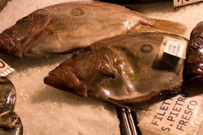 I pesci---San Pietro (John Dory)