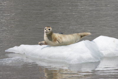 Harbor Seal