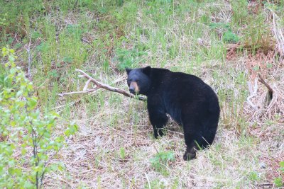 Black Bear