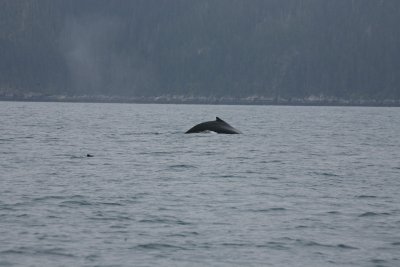 Humpback on the way to Aialik Bay