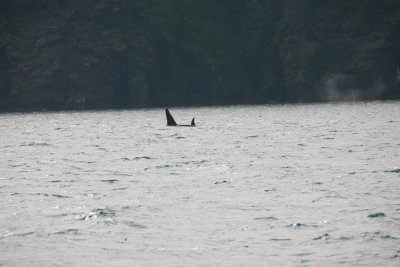 Orca and calf