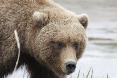 The Bears of Hallo Bay