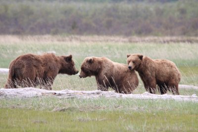 The Bears of Hallo Bay