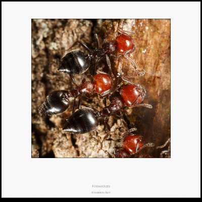 Hormigas - Macro foto