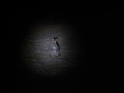 wallabies around courtyard