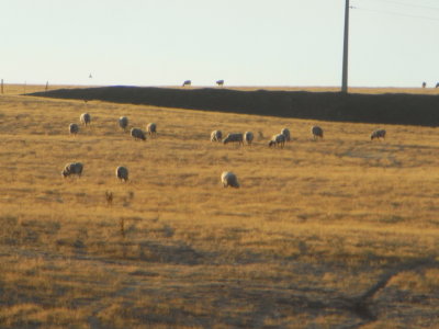 Nearby we see a sheep farm