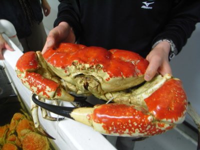 King crab