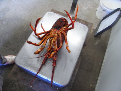 Our lobster for dinner