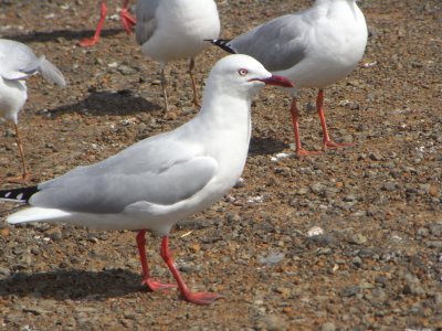 Seaside in Kingscote