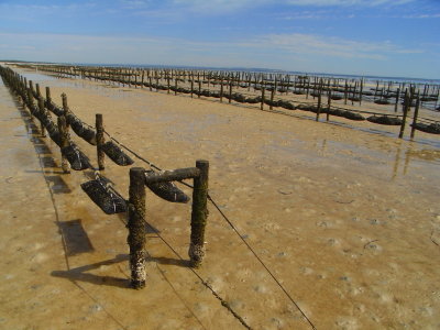 Oyster Farm