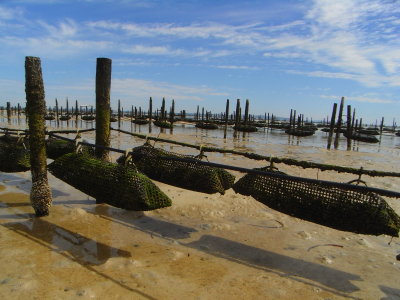 Oyster Farm