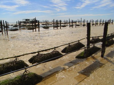 Oyster Farm