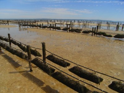 Oyster Farm