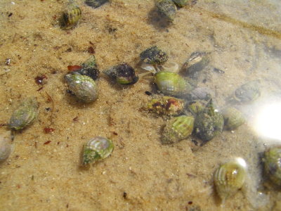 Oyster Farm