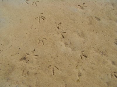 Penguin foot step