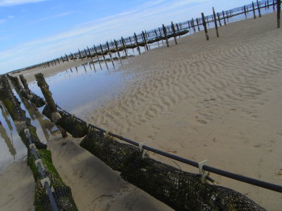 Oyster Farm