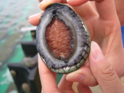 Dark abalone