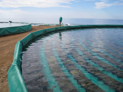 Abalone farm