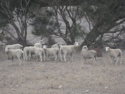 A group of sheeps