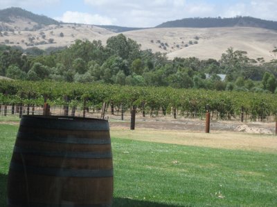 Vineyard in Jacob Creek